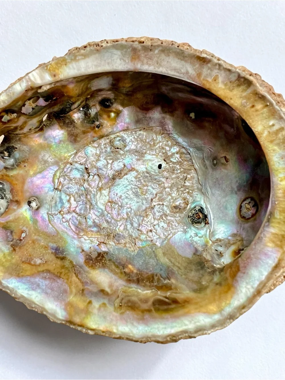 Large 5 1/4 Beautiful Abalone Shell Barnacles